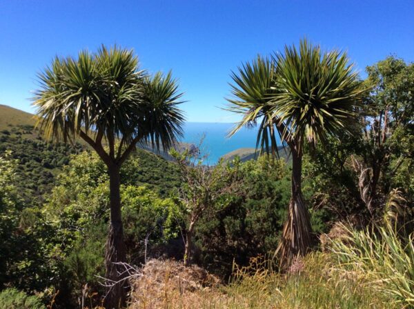 <i>Cordyline australis</i> - Image 5