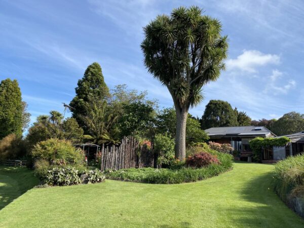 <i>Cordyline australis</i>