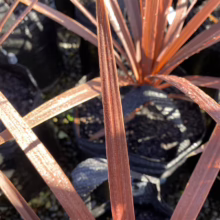 Cordyline australis 'Red Star' (Cabbage Tree) one leaf.
