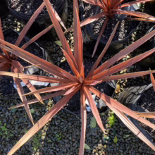 Cordyline australis 'Red Star' (Cabbage Tree) from above.