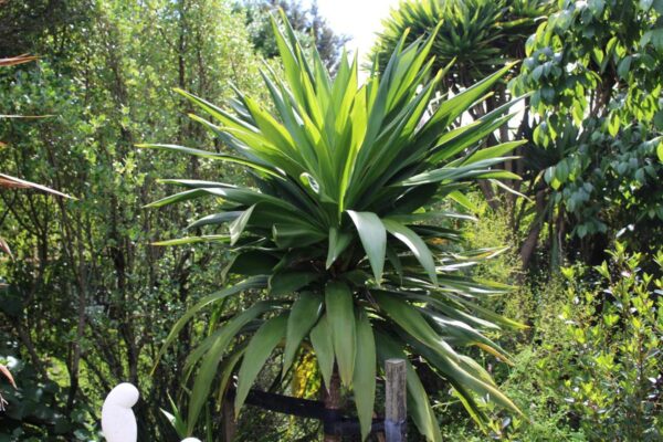 <i>Cordyline</i> 'Broadsword'