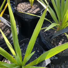 Cordyline obtecta 'Green Goddess' (Tī Kōuka) foliage.