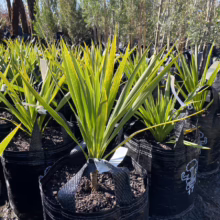 Cordyline obtecta 'Green Goddess' (Tī Kōuka) in bags.