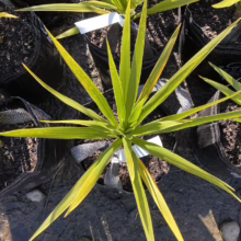 Cordyline obtecta 'Green Goddess' (Tī Kōuka) from above.