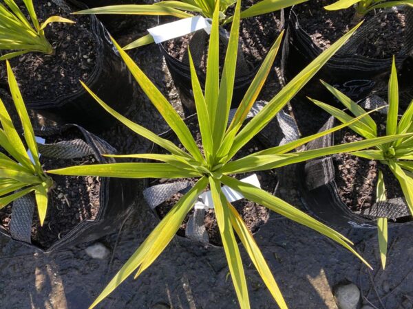 <i>Cordyline obtecta</i> 'Green Goddess' - Image 4