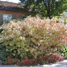Variegated dogwood shrub with green, cream, and pink leaves in front of a brick house. The autumn colors are vibrant, adding curb appeal to the home's landscaping.