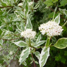 Variegated dogwood blooms with white flowers and green and white leaves. The shrub's red stems are visible amid the foliage.