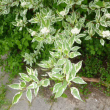 Variegated dogwood shrub with green and white leaves and clusters of white flowers, surrounded by lush green ground cover. A serene garden scene.