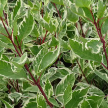 Variegated dogwood shrub with green and white leaves and vibrant red stems. A colorful addition to any garden.