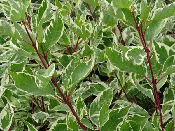 <i>Cornus alba</i> 'Elegantissima' - Image 6