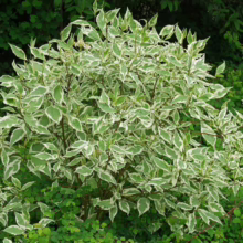 Variegated dogwood shrub with green and white leaves, showcasing its ornamental foliage. The shrub's vibrant leaves stand out against a backdrop of lush green foliage.