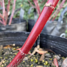 Close-up of vibrant red twig dogwood stems in black nursery pots. The smooth, glossy bark of the dogwood adds a splash of winter color to the garden.