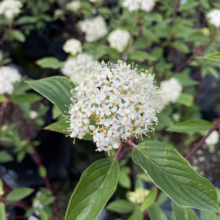 Close-up of a red twig dogwood in bloom, showcasing clusters of small white flowers with prominent stamens. Green leaves surround the floral display, set against a background of more dogwood plants in pots.