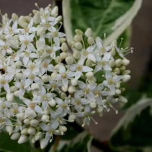 Close-up of a creamy white Cornus shrub flower cluster, with delicate star-shaped blossoms and contrasting variegated green and white leaves.