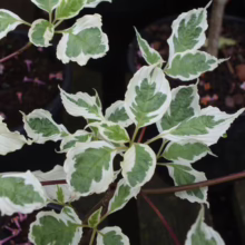 Variegated dogwood leaves, green centers with creamy white edges, on red stems. A vibrant ornamental shrub with a beautiful contrast.