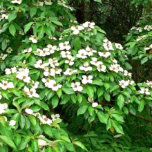 Lush Kousa dogwood in full bloom. Abundant white bracts surround the small green center of each flower, contrasting with the vibrant green leaves in a natural, woodland setting.