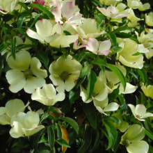 Dogwood tree in full bloom, showcasing creamy white and pink flowers with vibrant green centers and leaves. A beautiful display of nature's elegance.