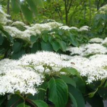 Profuse, star-like white flowers bloom on a Pagoda Dogwood tree, its green leaves creating a lush, natural canopy. The blossoms are densely clustered, attracting pollinators in a verdant garden setting.