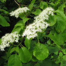 Clusters of fragrant white flowers bloom on a Pagoda Dogwood tree amidst lush green foliage. The delicate blossoms create a beautiful display in a natural woodland setting.
