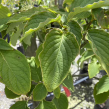 Lush green leaves of a Cornus controversa 'June Snow' dogwood tree, showcasing vibrant foliage with prominent veins and slightly wavy edges. The leaves create a dense canopy, hinting at the tree's ornamental value.