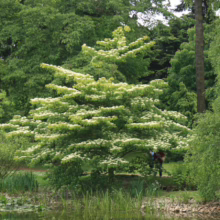 Flowering Kousa Dogwood tree by a pond. The tree's white bracts create a beautiful contrast against the lush green foliage of the surrounding park.