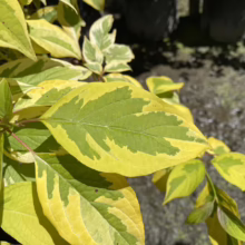 Variegated dogwood shrub with vibrant yellow and green leaves. The leaves have irregular patterns, creating a striking contrast. The plant is set against a blurred background of other greenery.