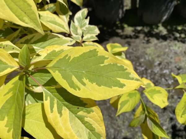 <i>Cornus controversa</i> 'Golden Wedding' - Image 2