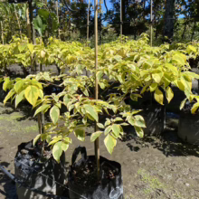 Variegated dogwood saplings in black grow bags bask in the sun at a tree nursery. Golden and green leaves create a vibrant display, ready for planting.