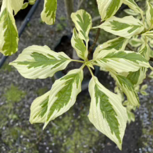Cornus controversa 'Variegata' (Giant Dogwood) foliage.