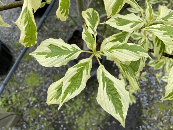 <i>Cornus controversa</i> 'Variegata' - Image 2