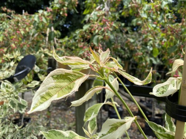 <i>Cornus controversa</i> 'Variegata' - Image 4