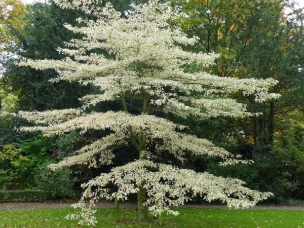 <i>Cornus controversa</i> 'Variegata' - Image 4