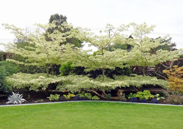 <i>Cornus controversa</i> 'Variegata'