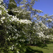 Dogwood trees in full bloom create a stunning display of white flowers against a bright blue sky. Lush green grass and a paved path complete this serene park scene.