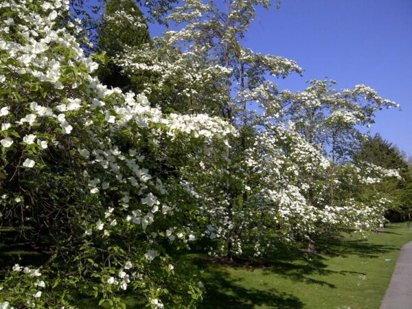 <i>Cornus</i> 'Eddie's White Wonder' - Image 10