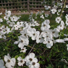 Profusion of white dogwood blossoms in full bloom, dark centers, against a lush green garden backdrop and weathered wooden fence.