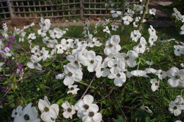 <i>Cornus</i> 'Eddie's White Wonder' - Image 11