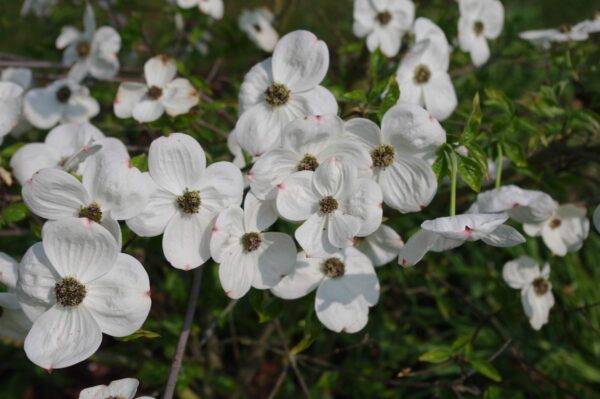 <i>Cornus</i> 'Eddie's White Wonder' - Image 12