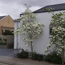 Cornus 'Eddie's White Wonder' (Flowering Dogwood) newly planted.