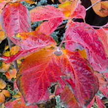 Cornus 'Eddie's White Wonder' (Flowering Dogwood) autumn foliage.