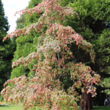 Cornus 'Eddie's White Wonder' (Flowering Dogwood) autumn form.
