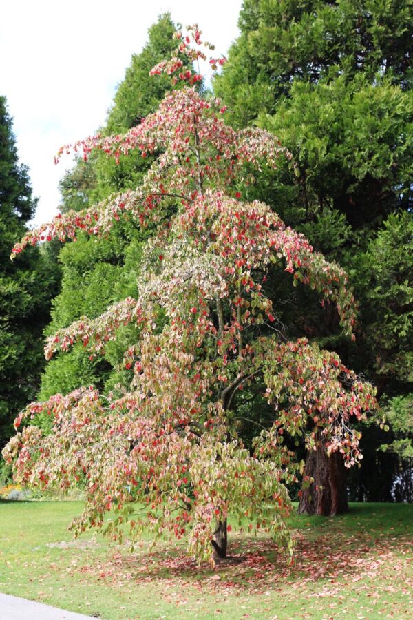 <i>Cornus</i> 'Eddie's White Wonder' - Image 5