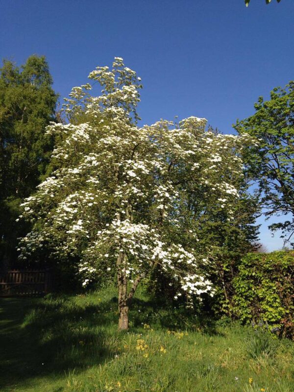 <i>Cornus</i> 'Eddie's White Wonder' - Image 6