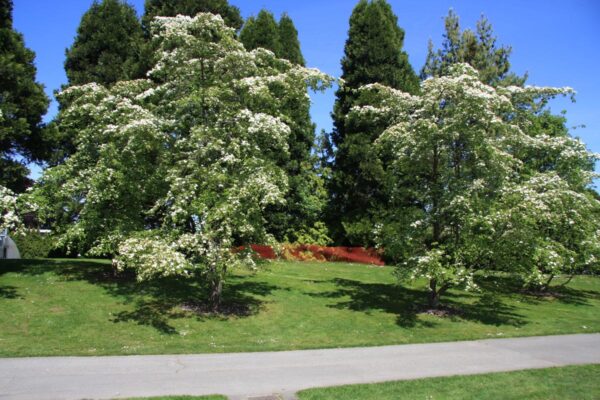 <i>Cornus</i> 'Eddie's White Wonder'