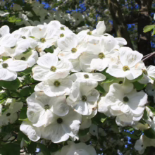 Cornus 'Eddie's White Wonder' (Flowering Dogwood) flowers.