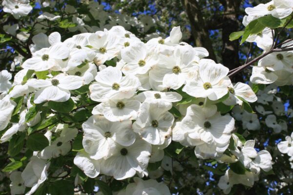 <i>Cornus</i> 'Eddie's White Wonder' - Image 7