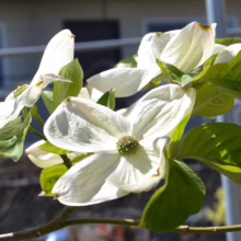 Cornus 'Eddie's White Wonder' (Flowering Dogwood) flower.