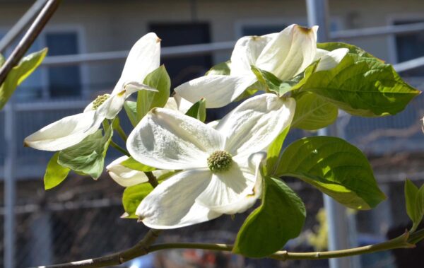 <i>Cornus</i> 'Eddie's White Wonder' - Image 8