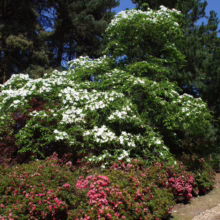 Lush garden scene with a dogwood tree bursting with white blossoms, vibrant pink azaleas in the foreground, and tall evergreens in the background under a bright blue sky.
