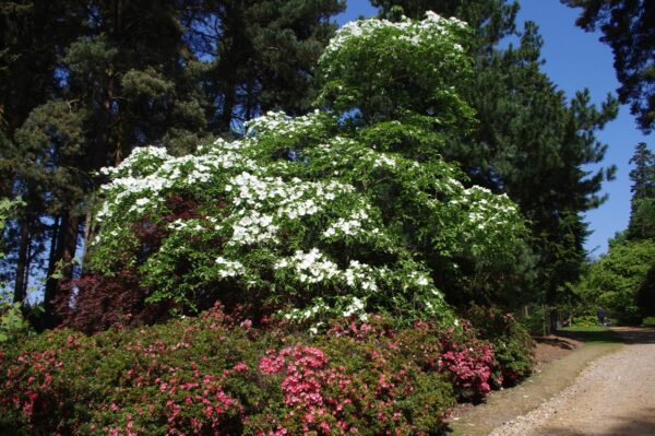 <i>Cornus</i> 'Eddie's White Wonder' - Image 9